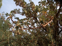 Polylepis racemosa