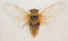 Cicadatra hyalina
