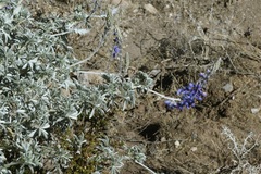 Lupinus paniculatus