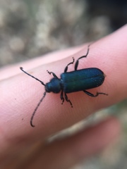 Callidium antennatum