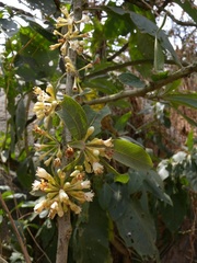 Iochroma arborescens