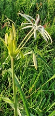 Crinum flaccidum