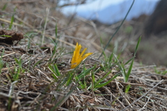 Colchicum luteum