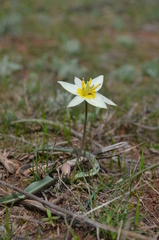 Tulipa turkestanica