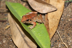 Limnonectes paramacrodon