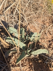 Penstemon pachyphyllus