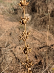 Penstemon pachyphyllus