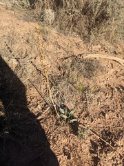 Penstemon pachyphyllus