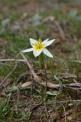Tulipa turkestanica