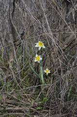 Tulipa turkestanica