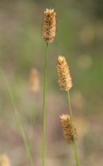 Phleum alpinum