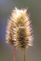 Phleum alpinum