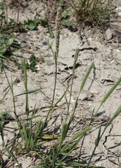 Phleum pratense nodosum