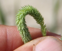 Phleum pratense nodosum