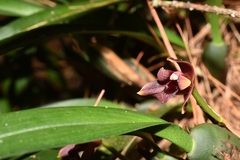Maxillaria henchmannii