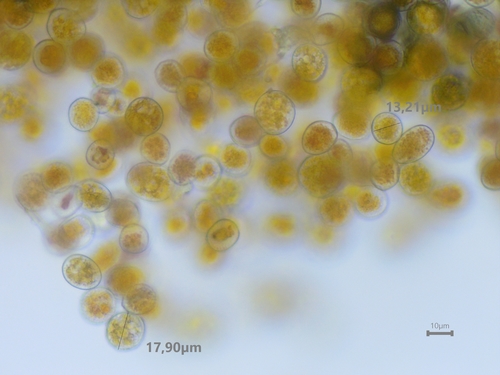 Oxalis rust