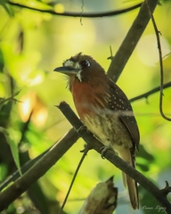 Malacoptila mystacalis
