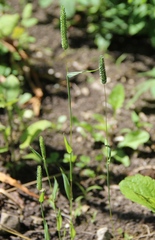 Phleum paniculatum