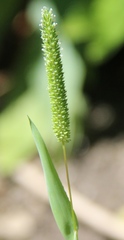 Phleum paniculatum