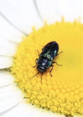 Bilyaxia concinna
