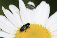 Bilyaxia concinna