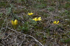 Anemone biflora gortschakowii