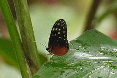Callithomia hezia