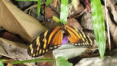 Eresia ithomioides alsina