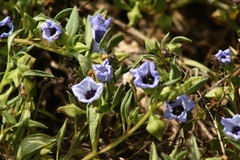Nolana humifusa