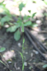 Phleum paniculatum
