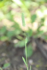 Phleum paniculatum