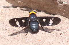 Hyperalonia morio morio