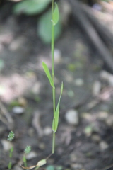 Phleum paniculatum