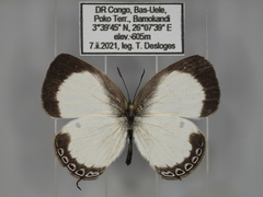 Oboronia punctatus