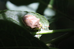 Phorbanta variabilis