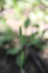 Phleum paniculatum