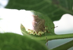Phorbanta variabilis