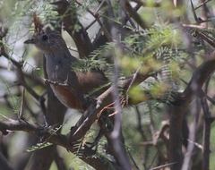 Rhinocrypta lanceolata