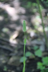 Phleum paniculatum