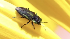 Bilyaxia concinna