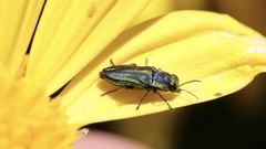 Bilyaxia concinna