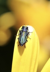 Bilyaxia concinna