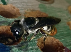 Megachile chrysorrhoea