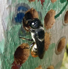 Megachile chrysorrhoea