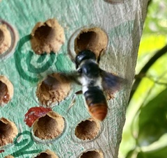 Megachile chrysorrhoea