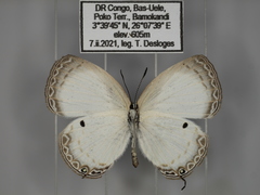 Oboronia punctatus