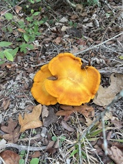 Omphalotus subilludens