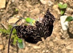 Cycloglypha thrasibulus thrasibulus