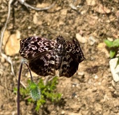 Cycloglypha thrasibulus thrasibulus