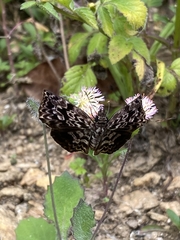Cycloglypha thrasibulus thrasibulus